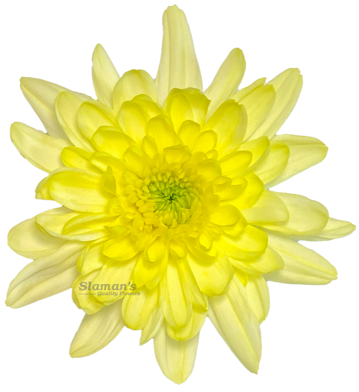 Chrysanthemums - Slaman's Quality Flowers